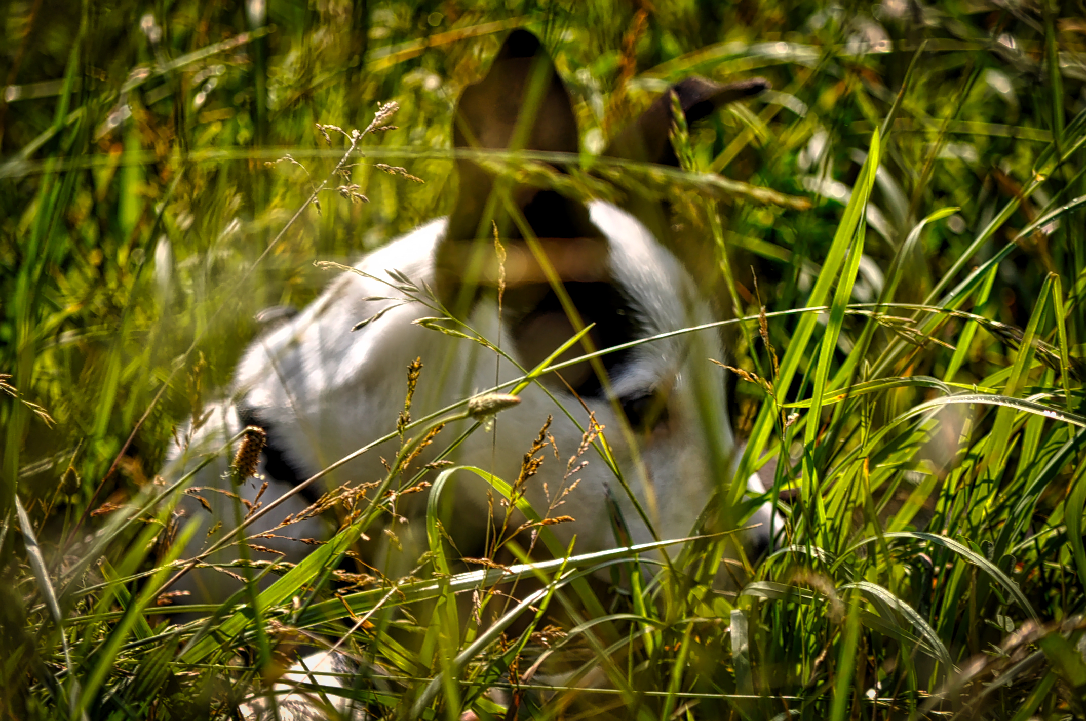 Guinness in grass